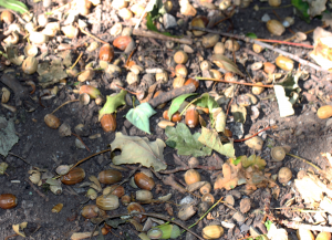 Trampling acorns underfoot