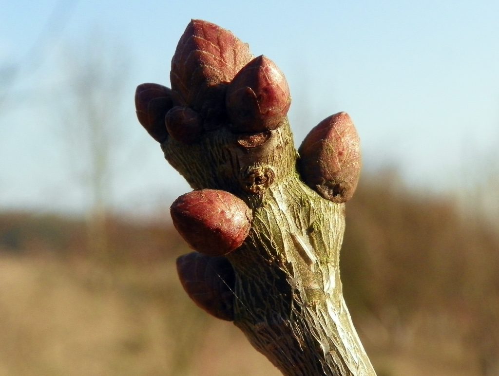 Buds of the English oak. 