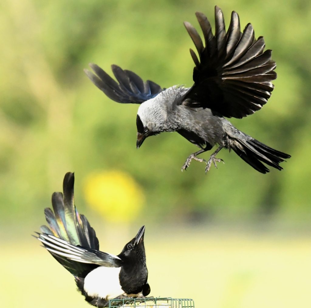 Jay versus magpie