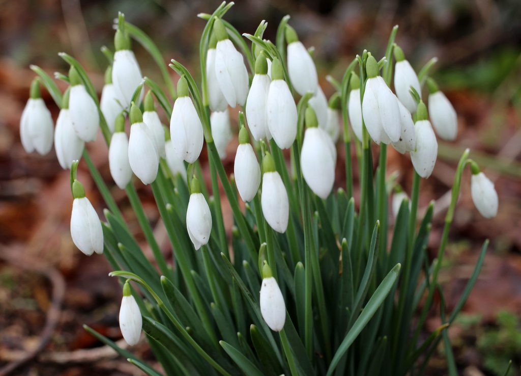 Snowdrops in Nowhere Wood