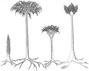 Extinct tree ferns from the Carboniferous era