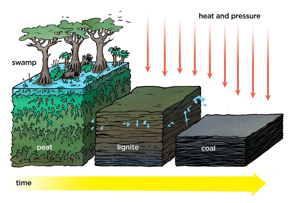 Stages in the formation of coal.