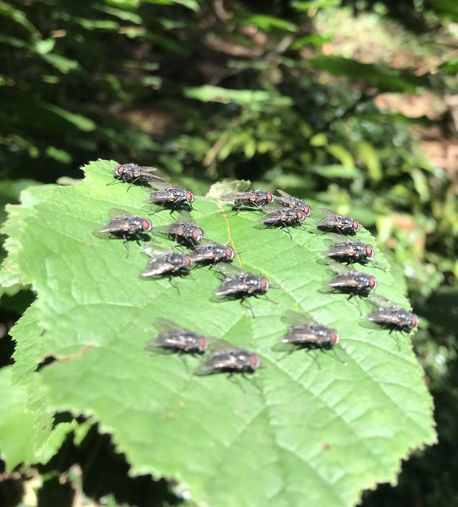 More cluster flies gather on the leaf in Nowhere Wood, October 2021