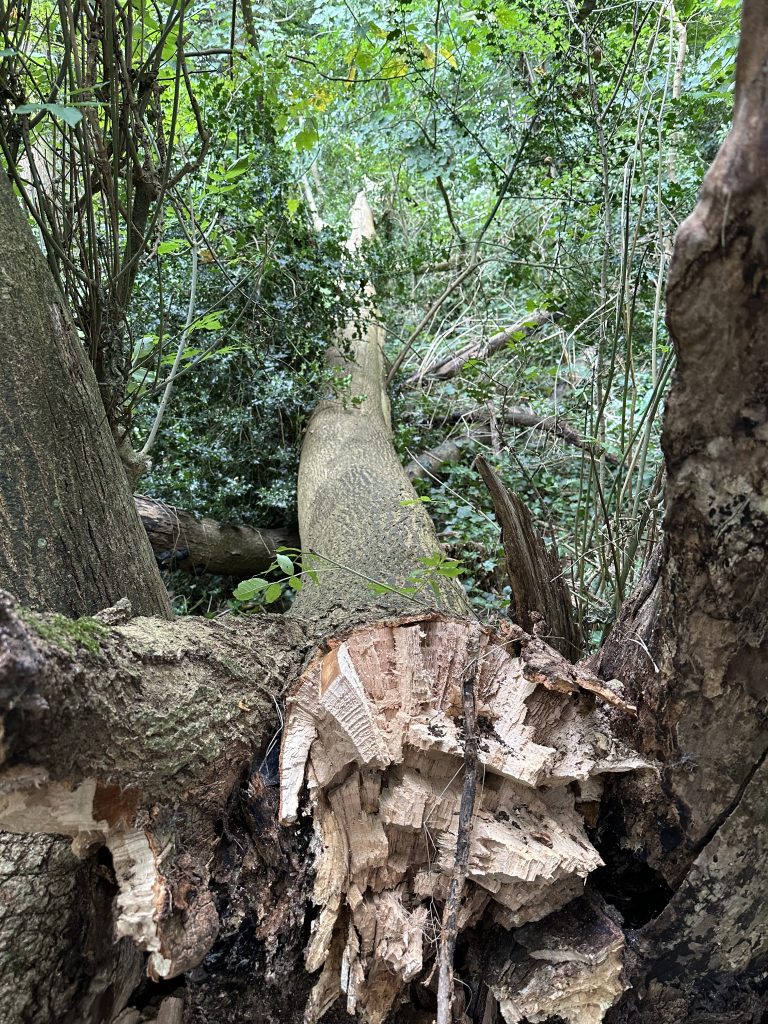 A fallen ash tree in nowhere Wood