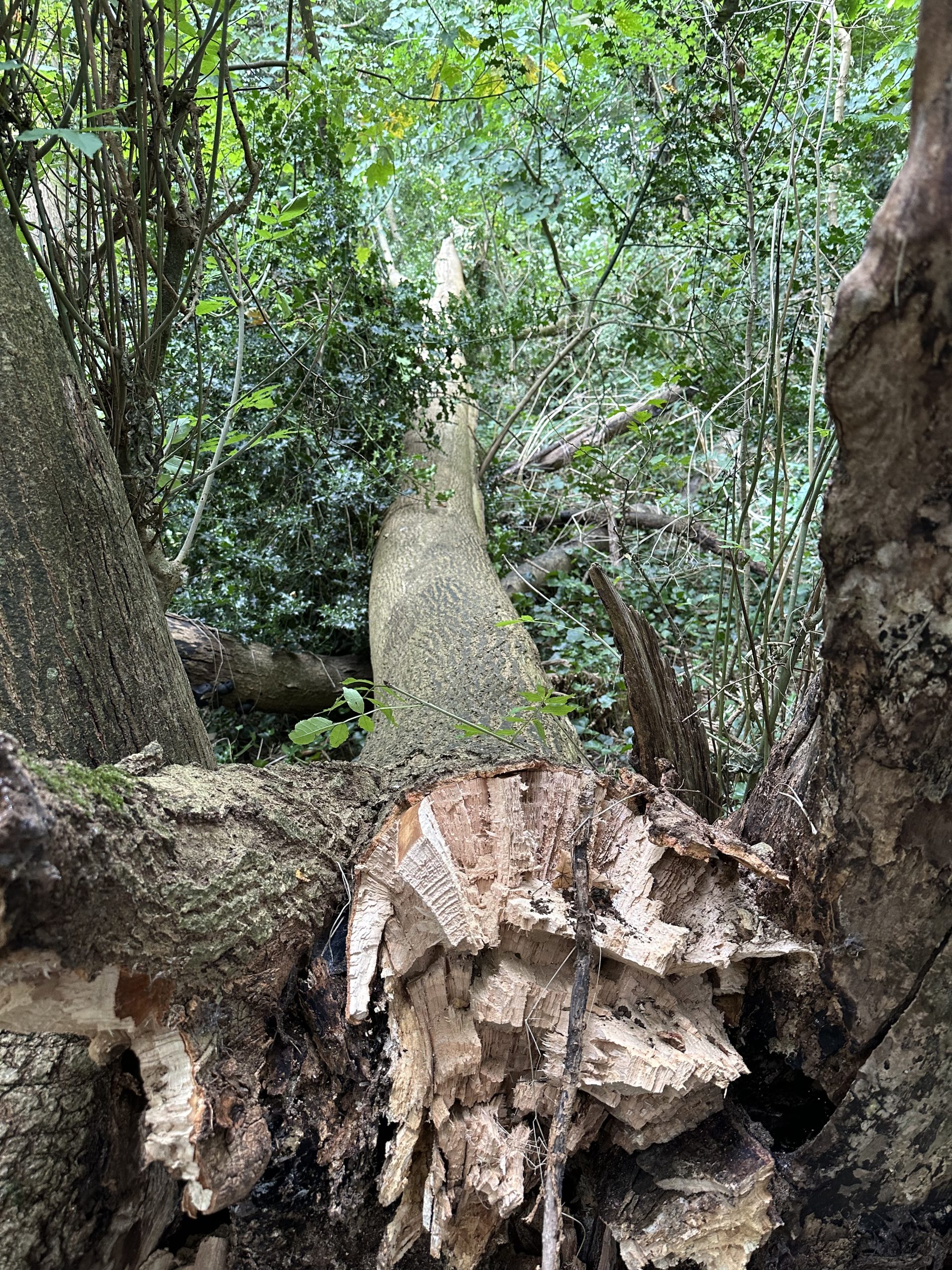 A fallen ash tree in nowhere Wood