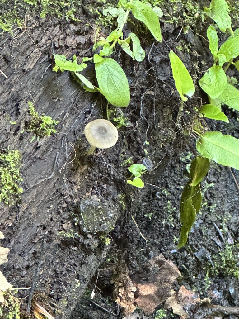 a fungus on a tree