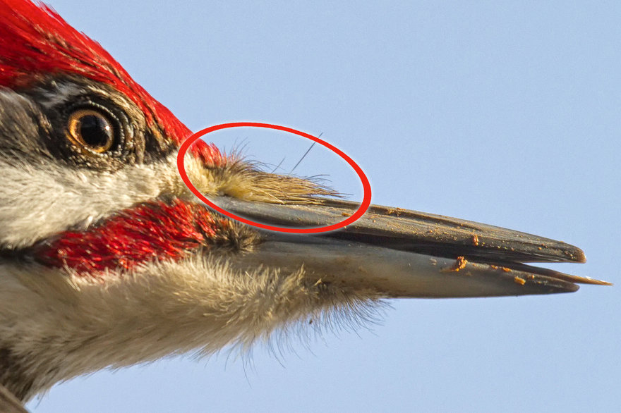 Close up of the woodpecker, showing the feathers that protect the eyes from wood chipping.