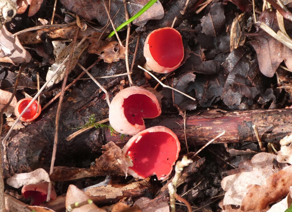 Scarlet elf cup