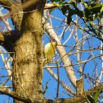 A different kind of woodpecker