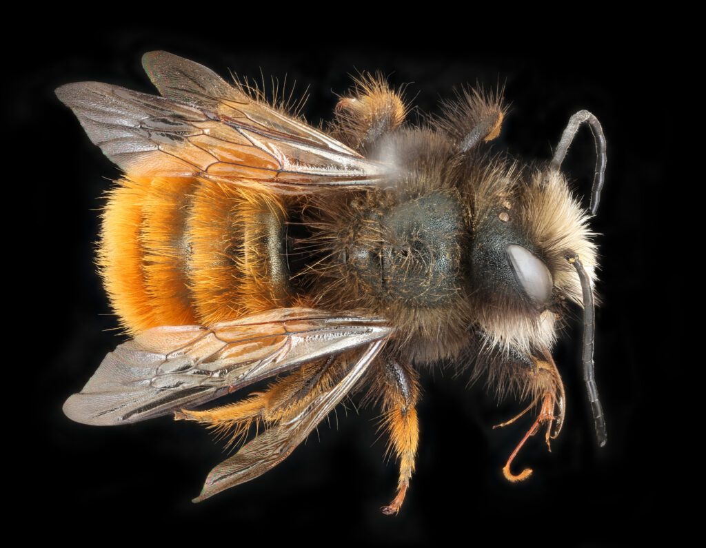 Orchard bee