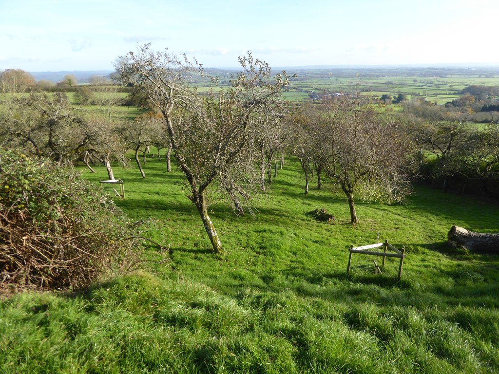 Small orchards in Somerset