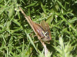 Rosel's bush cricket