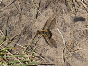 Downland Villa bee fly