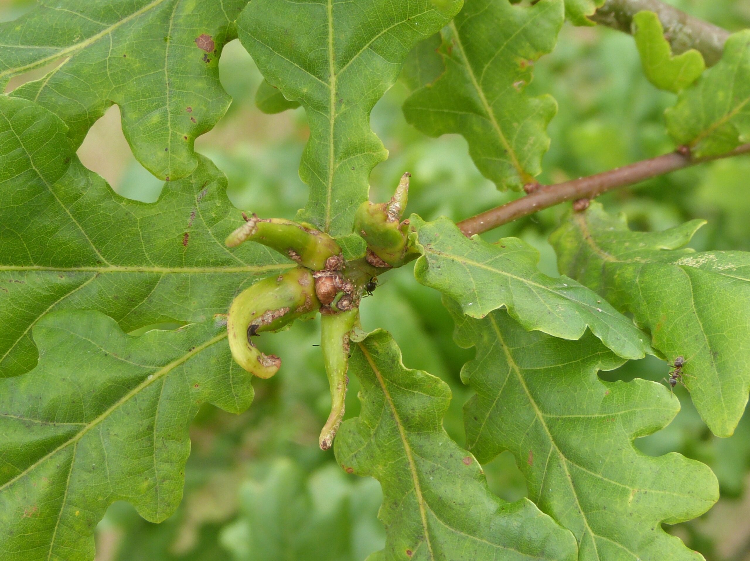 Rams horn gall oak wasp