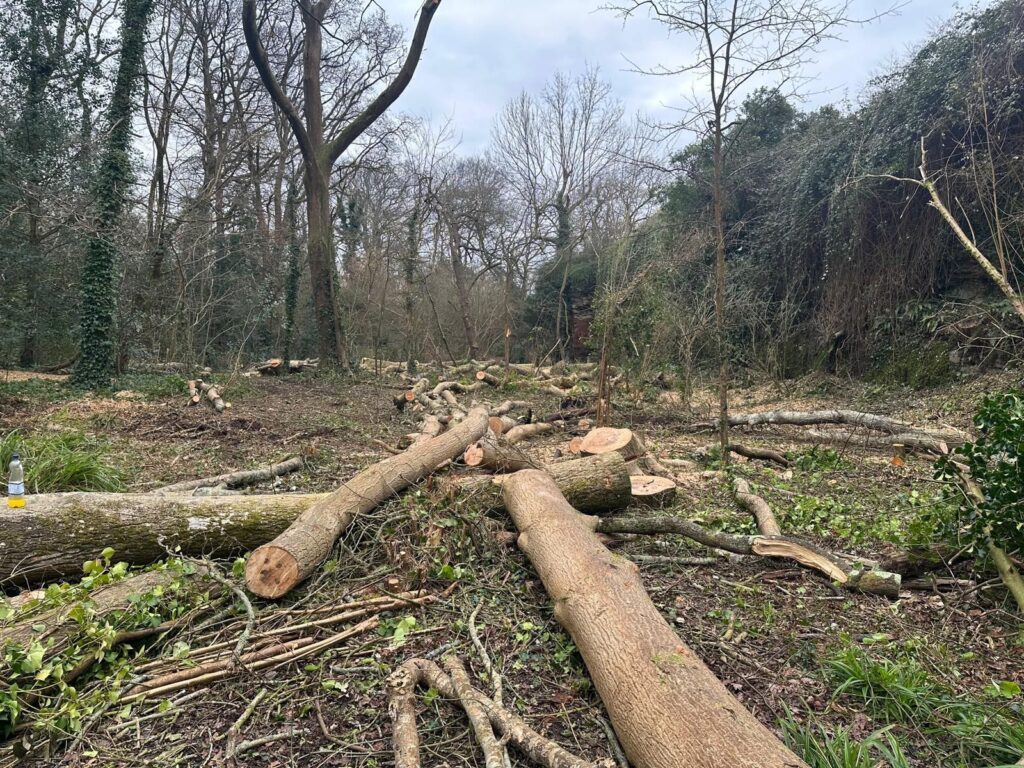 Fallen ash tree trunks at the quarry face of Nowhere Wood. [Picture: Neil Ingram]