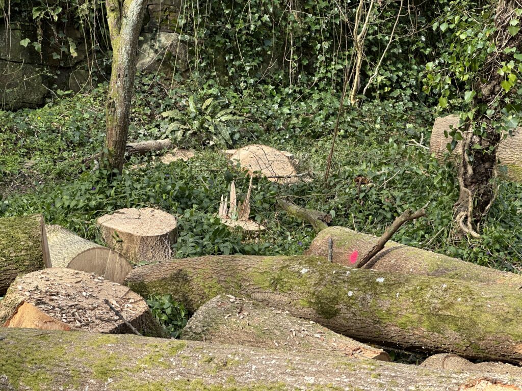 Trees with Ash dieback disease are marked with a red spot. [Picture: Neil Ingram]