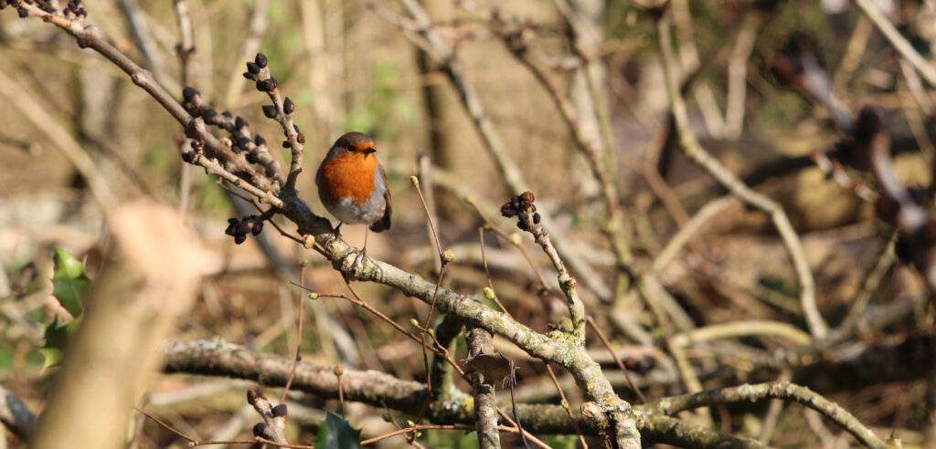 The robin is an optimistic opportunist. Making the best of new opportunities amongst the fallen branches of ash. 