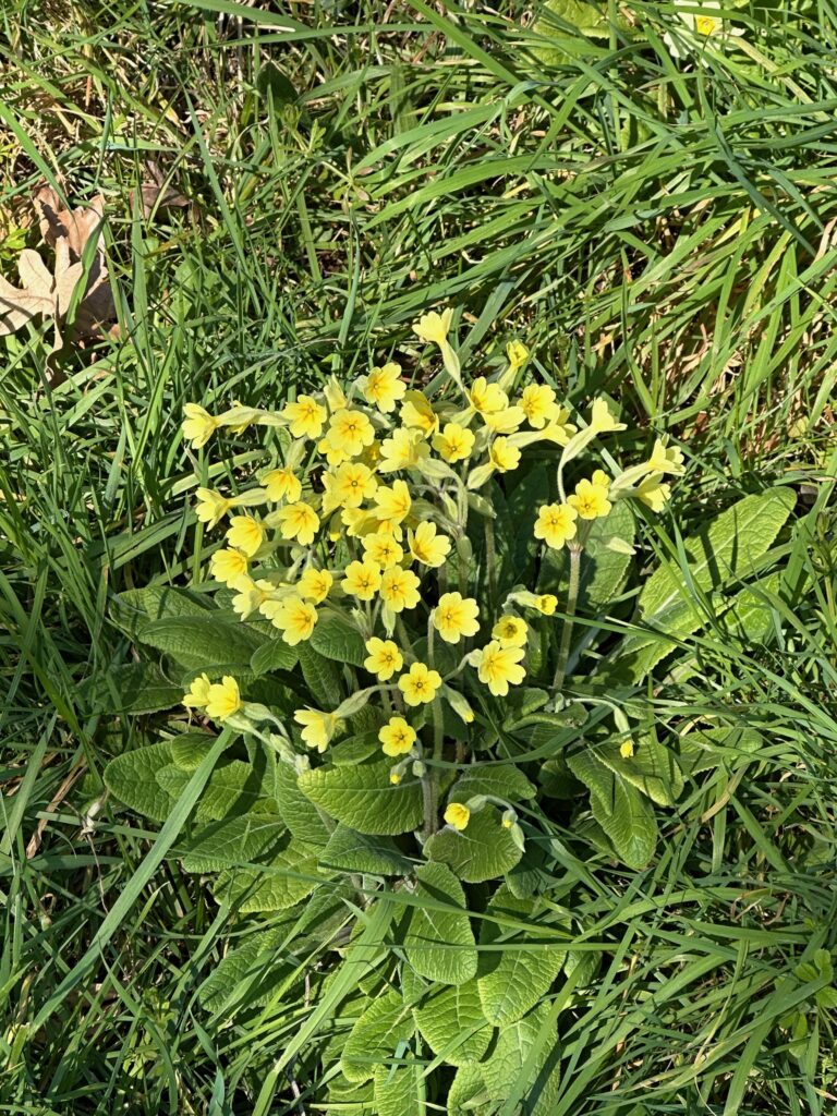 A hybrid between primrose x cowslip on the edge of nowhere Wood 