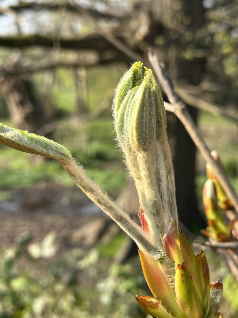 Horse Chestnut buds unfurling, April 2025