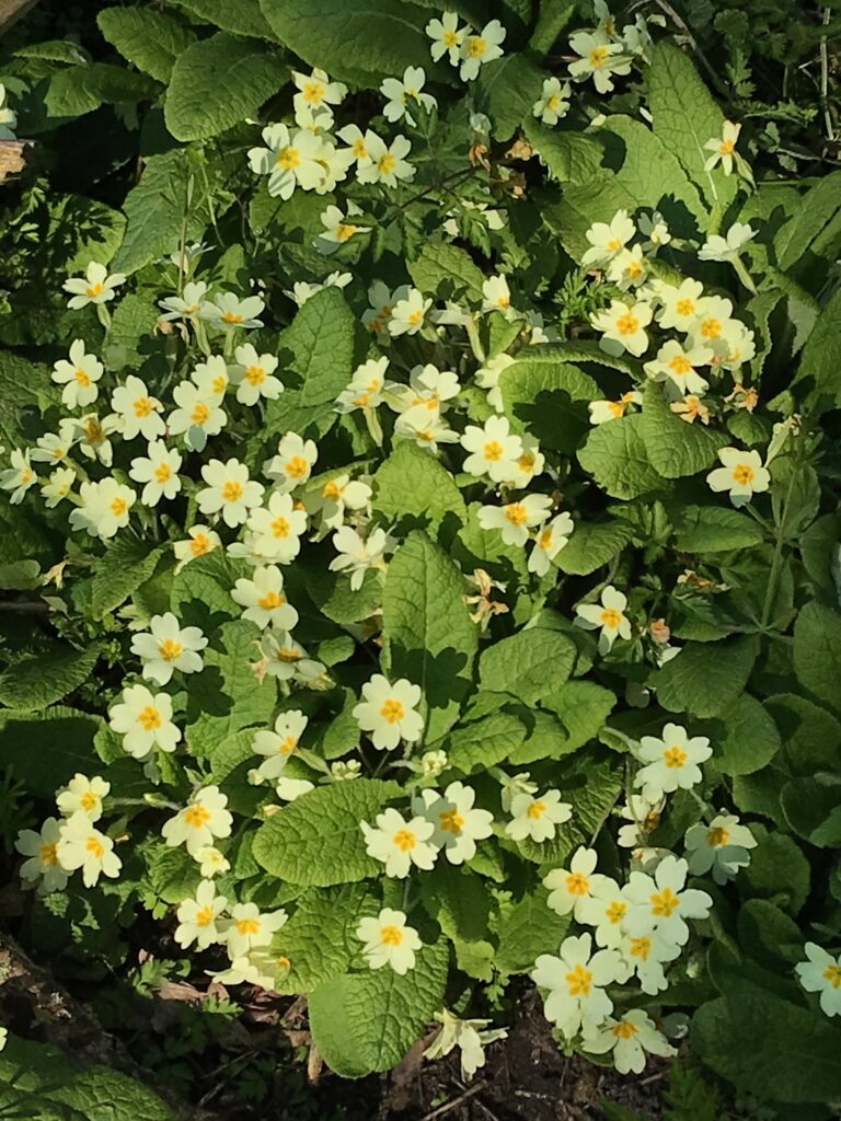 Primroses on the edge of Nowhere Wood