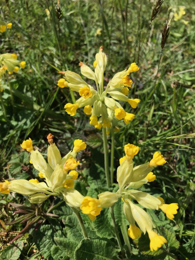 Cowslips on the edge of Nowhere Wood. 