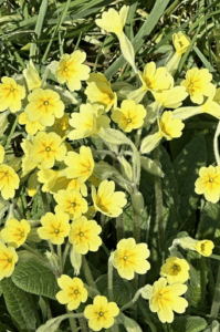 Yellow flowers
