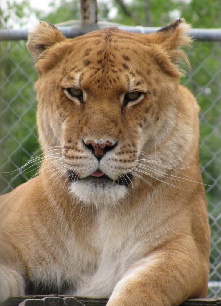A liger, a cross between male lion and a female tiger.