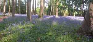 The story of bluebells