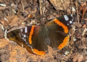 A tale of two butterflies