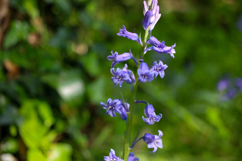 Spanish bluebell in Nowhere Wood.