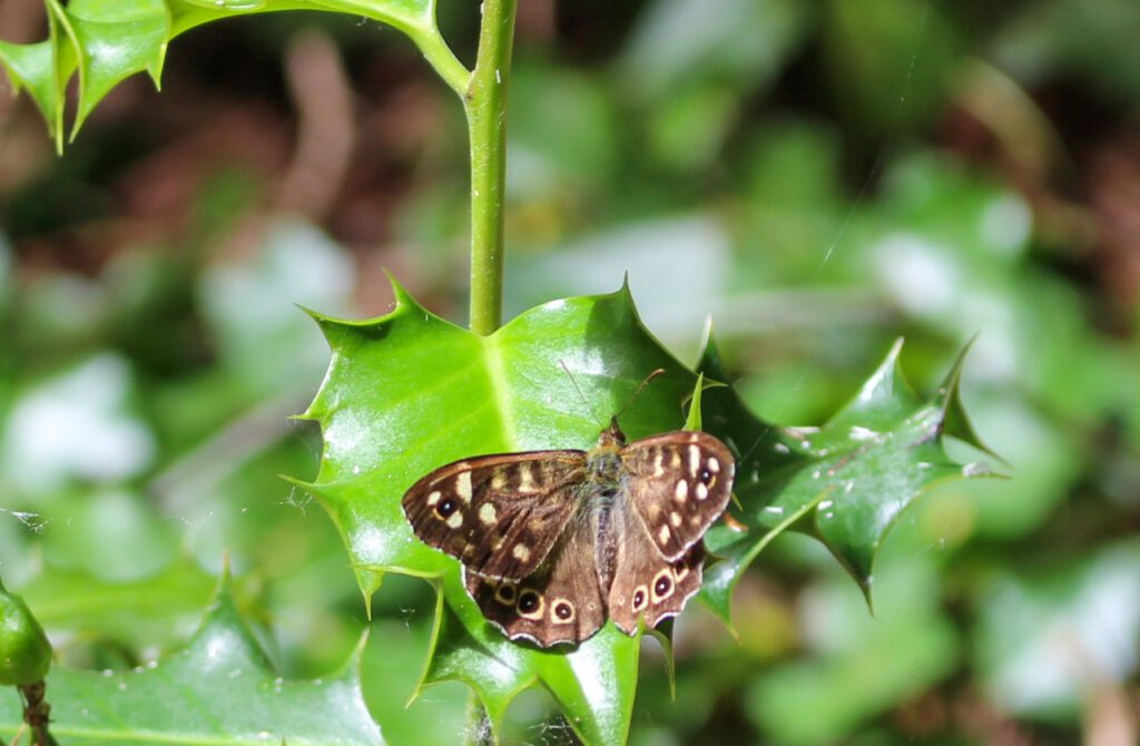 A male speckled wood butterfly was found in the same spot two days later.