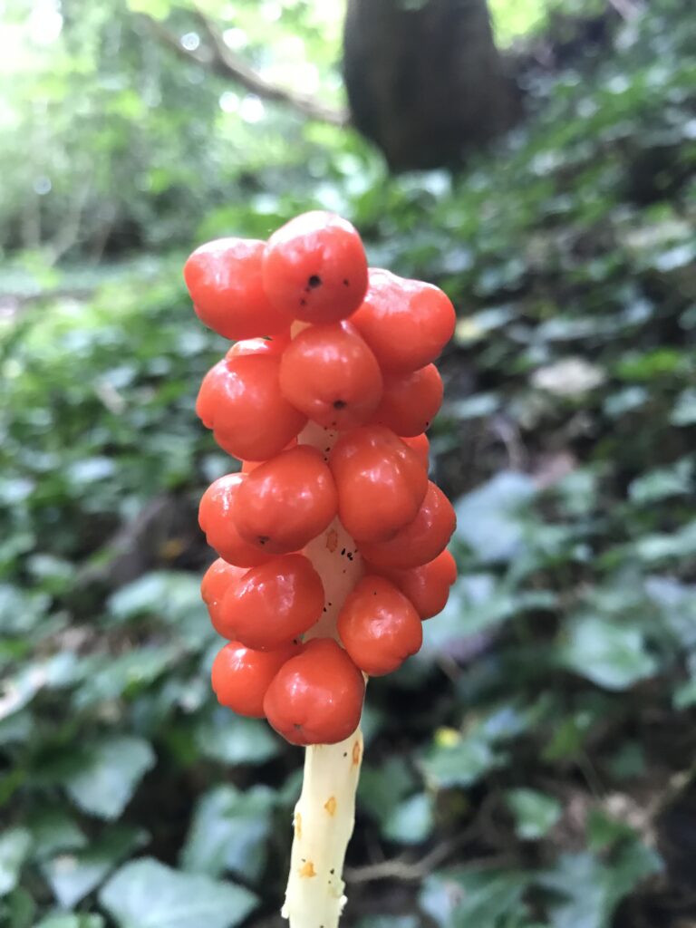 ripe fruits of lords snd ladies in Nowhere wood, July.