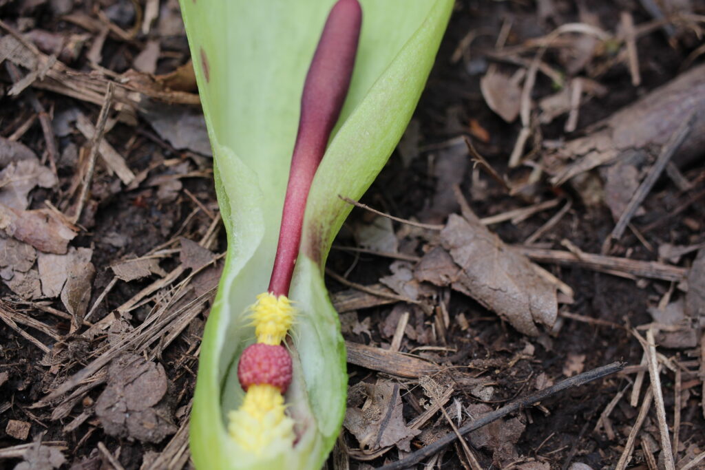 Lords and ladies flower exposed