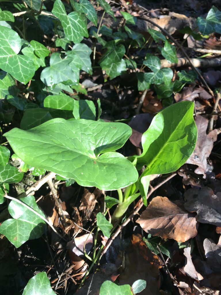 young leaves of lords and ladies, in Nowhere Wood, January