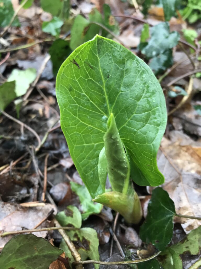 Lords and ladies in January
