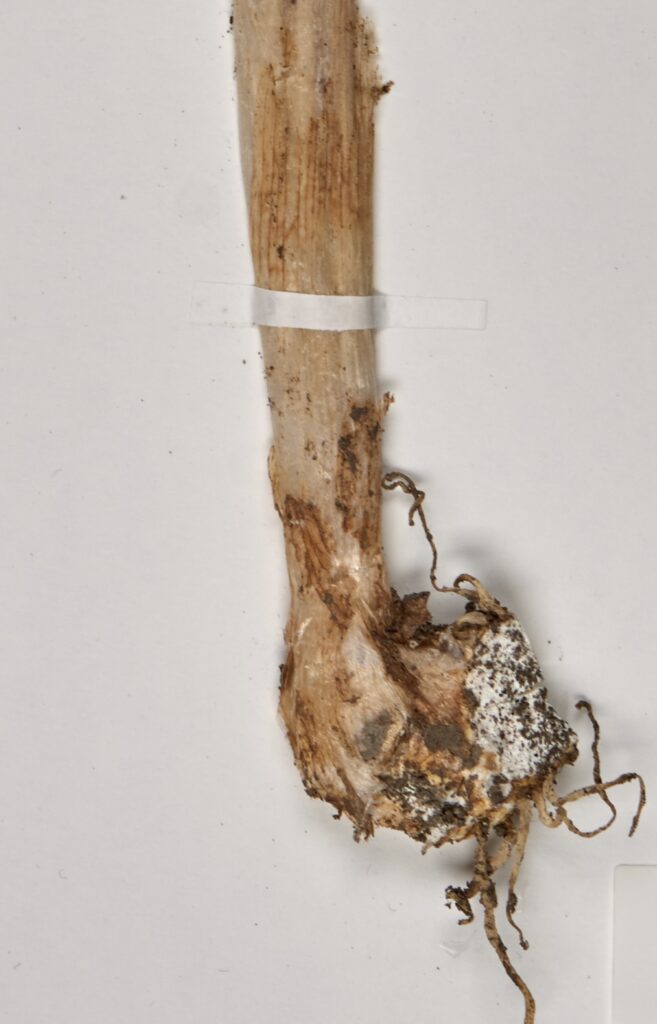 Rhizome of Lords and Ladies plant