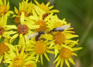 It’s Flying Ant Day!