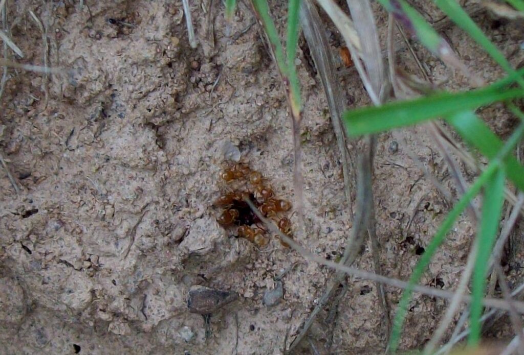 Yellow meadow worker ants.