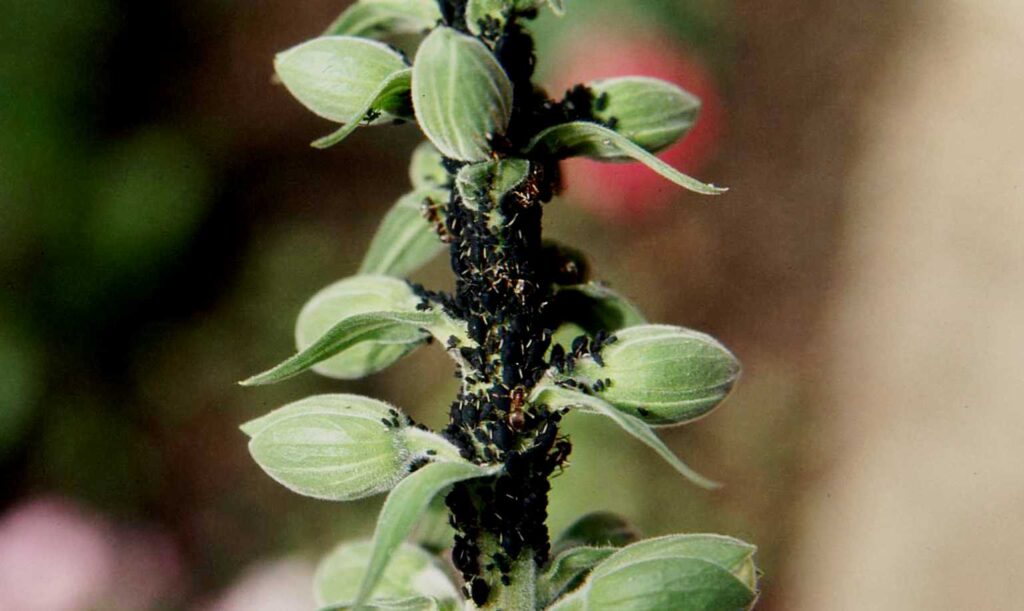 These ants are farming blackflies