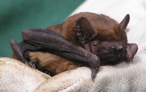 Noctule bat. [Photograph: Dave on Flickr, ttps://www.flickr.com/photos/wolf_359/ Dave]