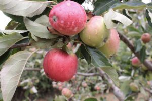 Days of gentle ripening