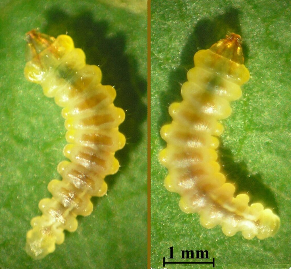 The larva of the holly leaf miner insect