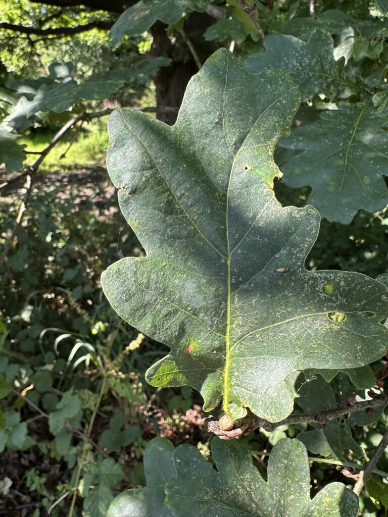 A leaf of an English oak.