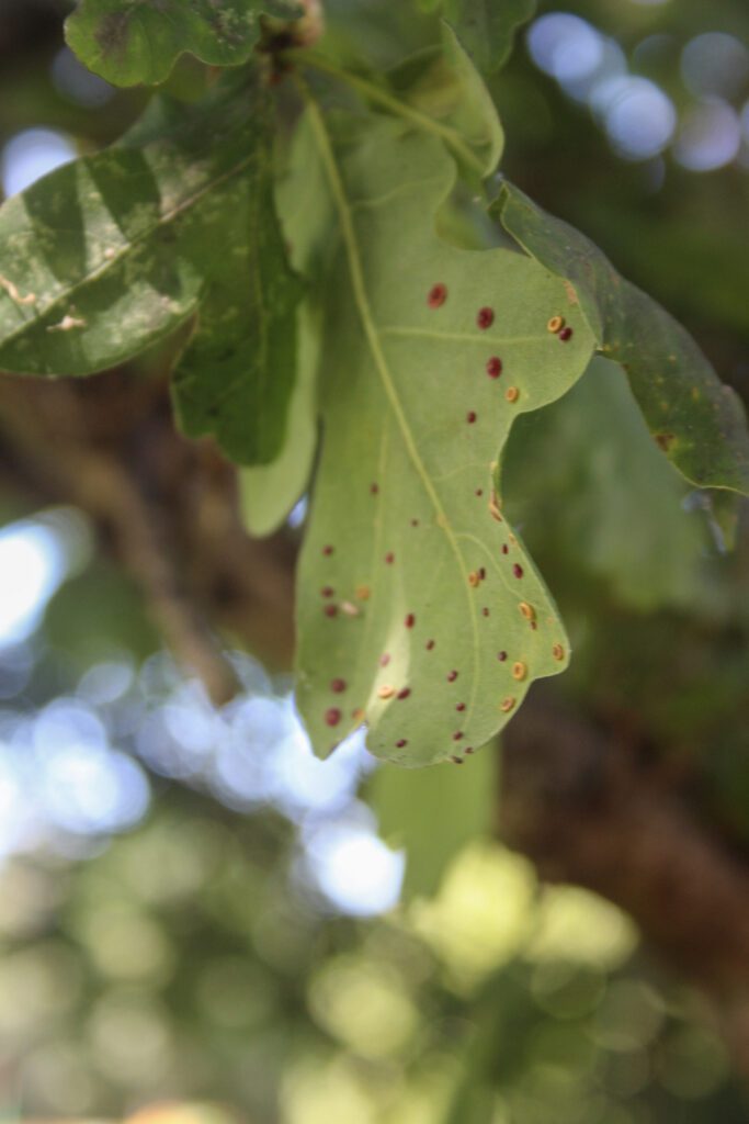 Spangle gall on an oak leaf.