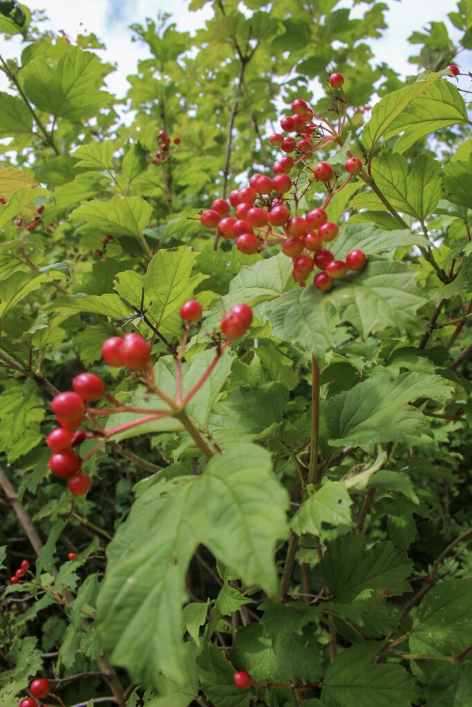 Guelder rose on Trendlewood Park