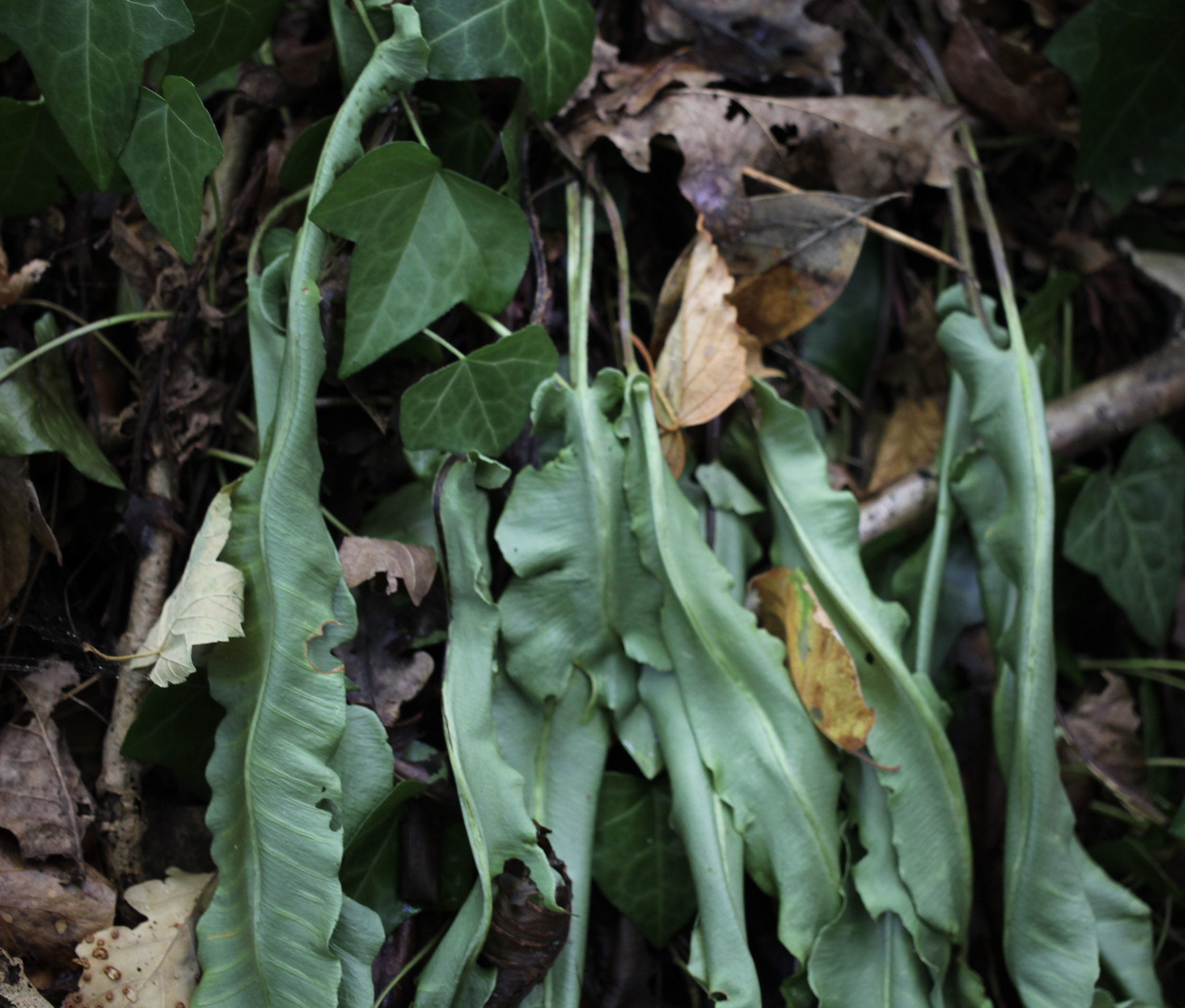 Fern leaves wilting in the summer heat in Nowhere Wood