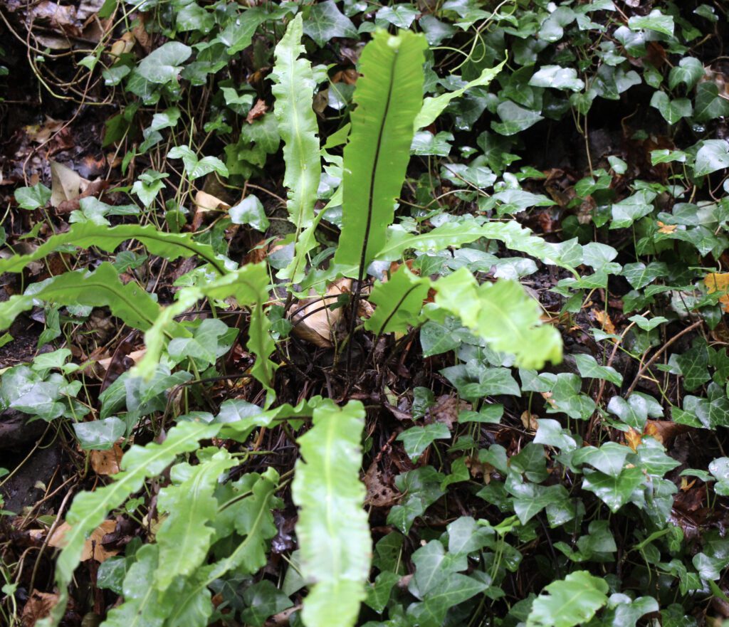 After a few days rain, the fern recovers.
