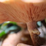 Celebrating mushroom season!