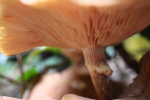Celebrating mushroom season!