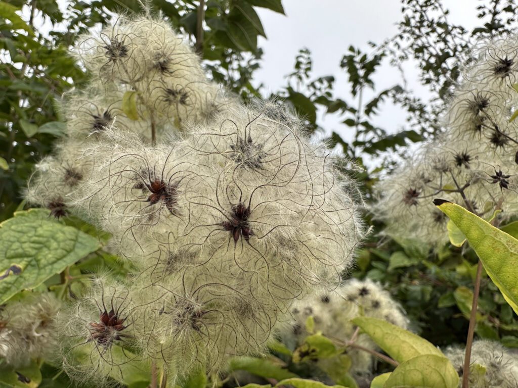Traveller's joy or OId man's beard. Growing on the edges of the meadow, Tendlewood Park